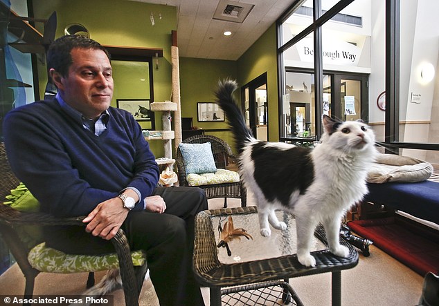 Picture 3 of Scientists succeed in studying cat language