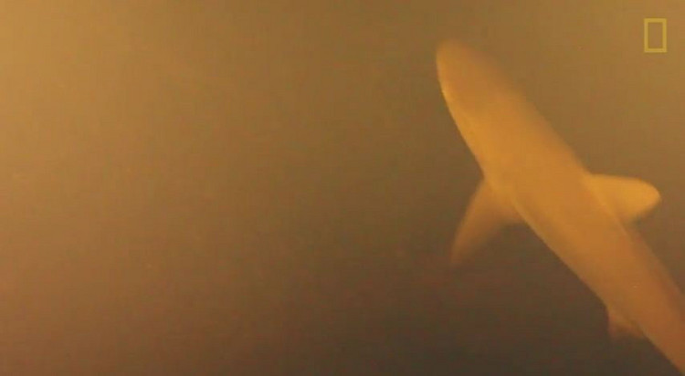 Picture 1 of Scientists unexpectedly saw this when placing cameras in the volcanic volcano