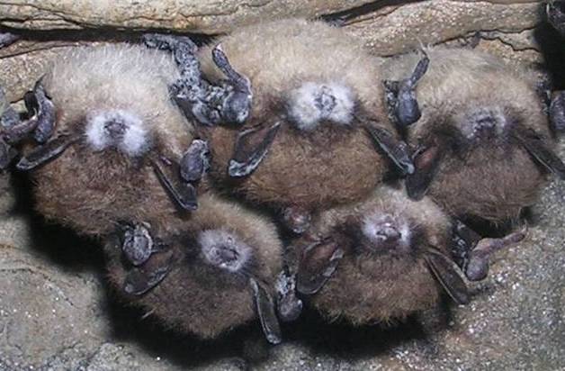 Picture 1 of Scientists unravel the mystery of white nose syndrome