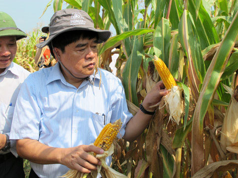 Picture 1 of Scientists warn about the reverse side of transgenic plants