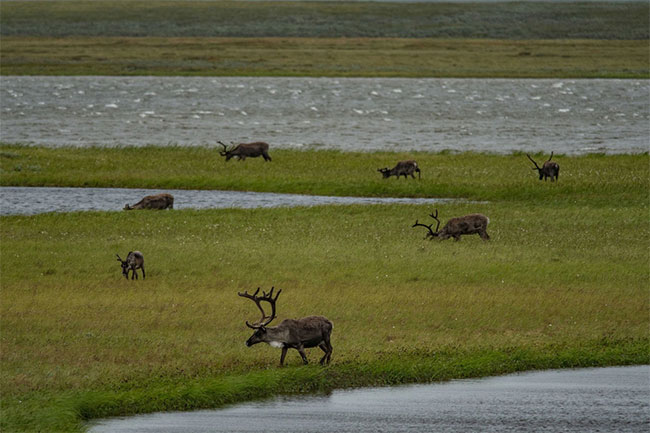 Scientists worry because weed is growing in the Arctic images 3