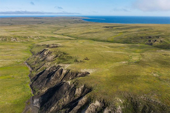 Scientists worry because weed is growing in the Arctic images 4
