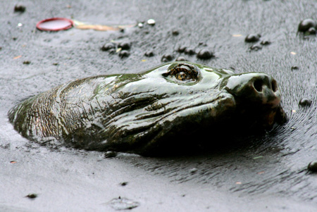 Picture 1 of Scores of pitiful images about Specific Turtle of Sword Lake
