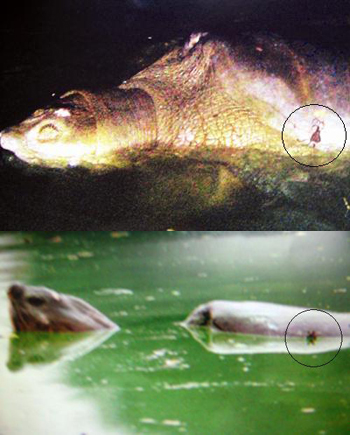 Picture 2 of Scores of pitiful images about Specific Turtle of Sword Lake