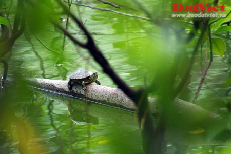 Picture 3 of Scores of pitiful images about Specific Turtle of Sword Lake