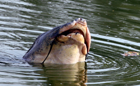 Picture 4 of Scores of pitiful images about Specific Turtle of Sword Lake