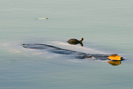 Picture 5 of Scores of pitiful images about Specific Turtle of Sword Lake