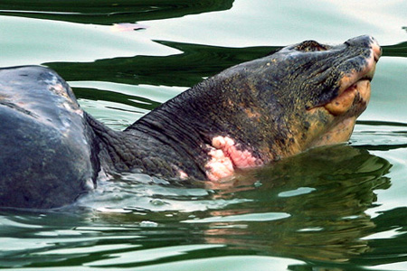 Picture 6 of Scores of pitiful images about Specific Turtle of Sword Lake