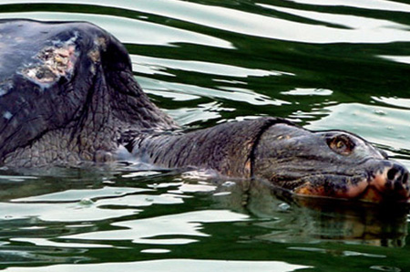 Picture 7 of Scores of pitiful images about Specific Turtle of Sword Lake