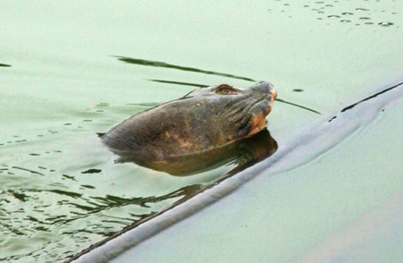 Picture 8 of Scores of pitiful images about Specific Turtle of Sword Lake
