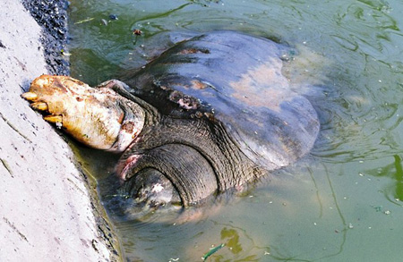Picture 9 of Scores of pitiful images about Specific Turtle of Sword Lake