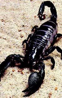 Scorpion images 1