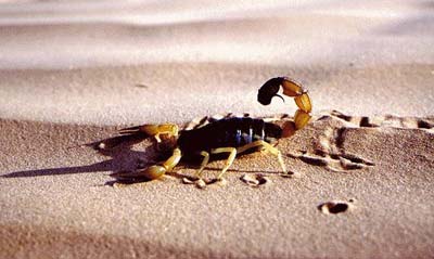 Scorpion images 2