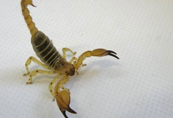 Picture 1 of Scorpion: The talented architect in the desert