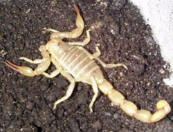 Picture 1 of Scorpion's venom cure brain cancer