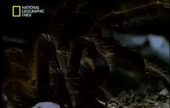 Picture 1 of Screaming into the spider's sword, Costa Rica's most dangerous snake was mercilessly killed