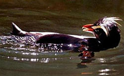 Se grace for penguins! images 1