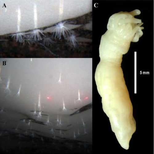 Picture 1 of Sea anemones live under Antarctic ice