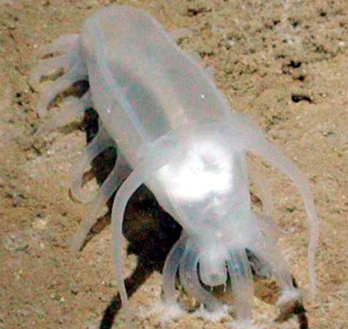 Picture 1 of Sea cucumber in Vietnam: Detecting active ingredients inhibiting cancer