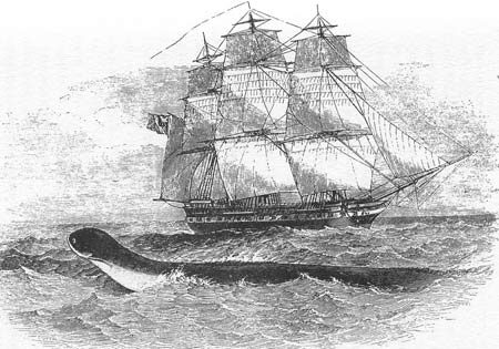 Picture 1 of Sea dragon - legend and truth