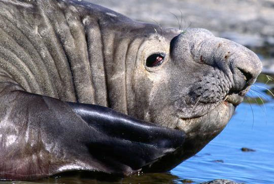 Picture 1 of Sea elephants become Arctic explorers