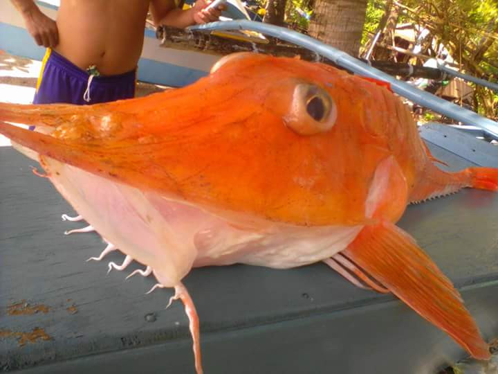 Picture 1 of Sea fishing 'armored' rare and precious fishermen