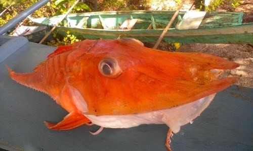 Picture 2 of Sea fishing 'armored' rare and precious fishermen