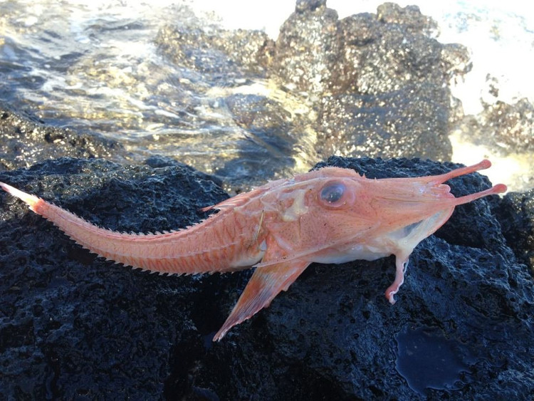 Picture 3 of Sea fishing 'armored' rare and precious fishermen