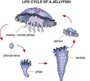 Sea jellyfish is a complex set of genes images 1