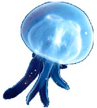 Sea jellyfish is a complex set of genes images 2