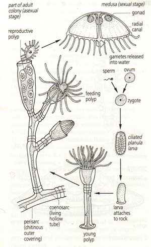 Sea jellyfish is a complex set of genes images 3