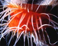 Sea jellyfish is a complex set of genes images 4