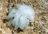 Sea jellyfish is a complex set of genes images 5
