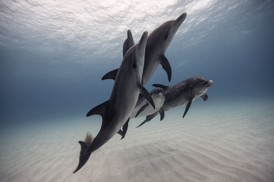 Picture 10 of Sea life in Mexico