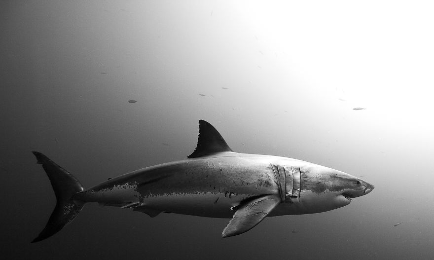 Picture 11 of Sea life in Mexico