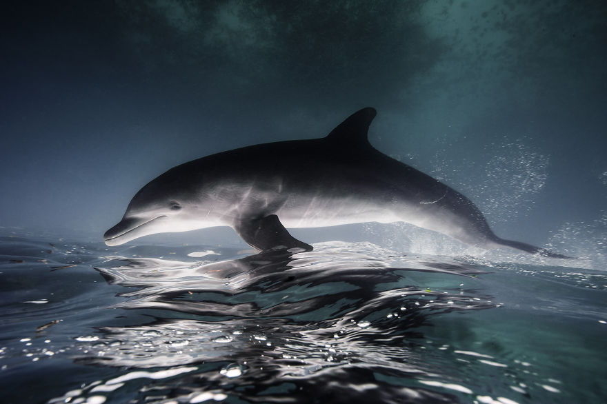 Picture 13 of Sea life in Mexico