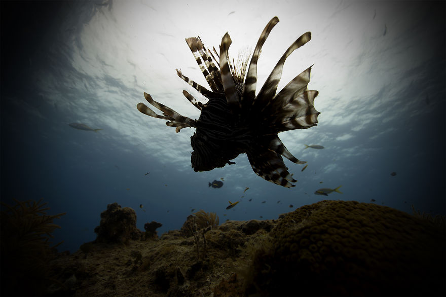 Picture 14 of Sea life in Mexico
