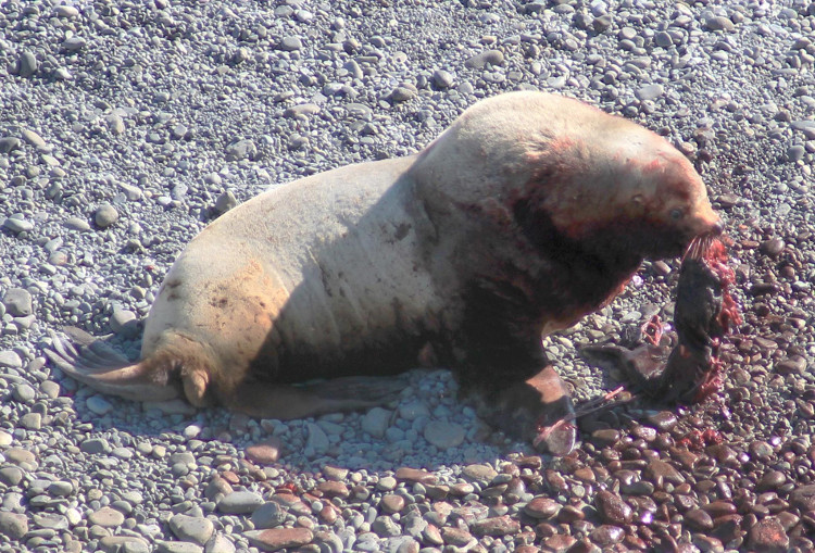 Picture 1 of Sea lions kill, eat baby meat that makes experts confused