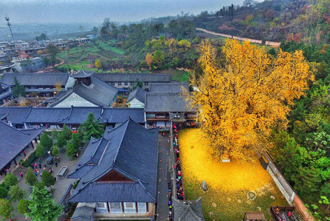 Picture 1 of Sea of ​​yellow leaves from 1,400-year-old fan tree
