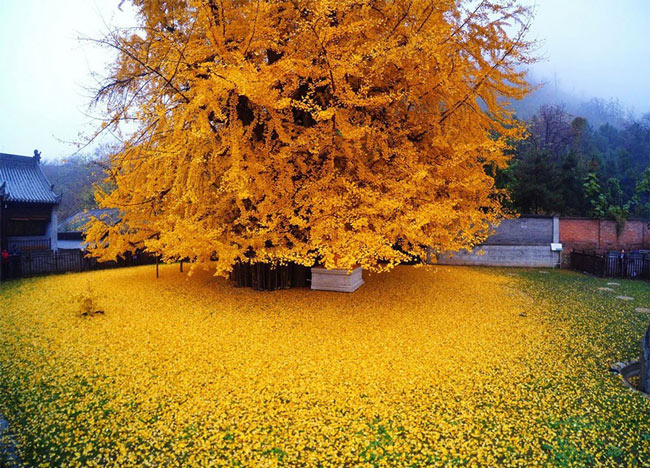 Picture 2 of Sea of ​​yellow leaves from 1,400-year-old fan tree