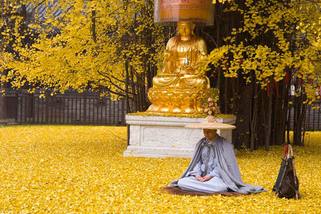 Picture 3 of Sea of ​​yellow leaves from 1,400-year-old fan tree