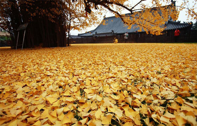 Picture 5 of Sea of ​​yellow leaves from 1,400-year-old fan tree