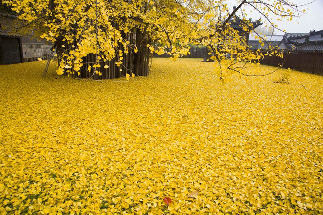 Picture 6 of Sea of ​​yellow leaves from 1,400-year-old fan tree