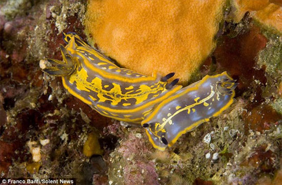 Picture 10 of Sea slug blooming under the ocean (1)