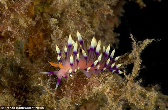 Picture 11 of Sea slug blooming under the ocean (1)