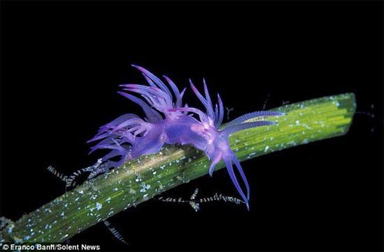 Picture 9 of Sea slug blooming under the ocean (1)