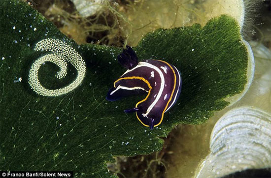 Picture 10 of Sea slug blooming under the ocean (2)