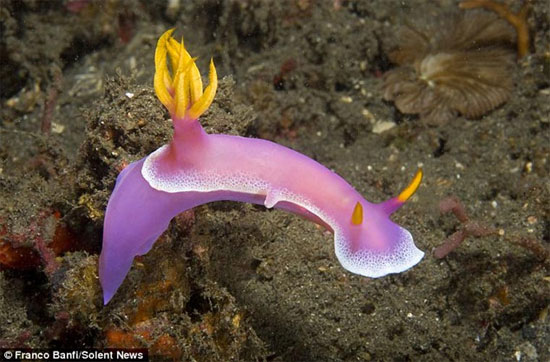 Picture 9 of Sea slug blooming under the ocean (2)