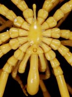 Picture 1 of Sea spider sucks live prey