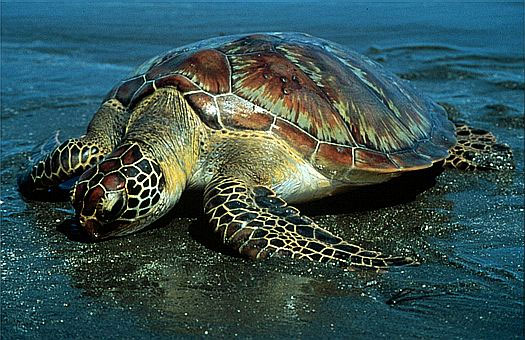 Picture 1 of Sea turtles are about to become extinct?